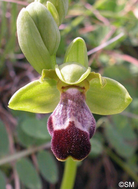 Ophrys israelitica