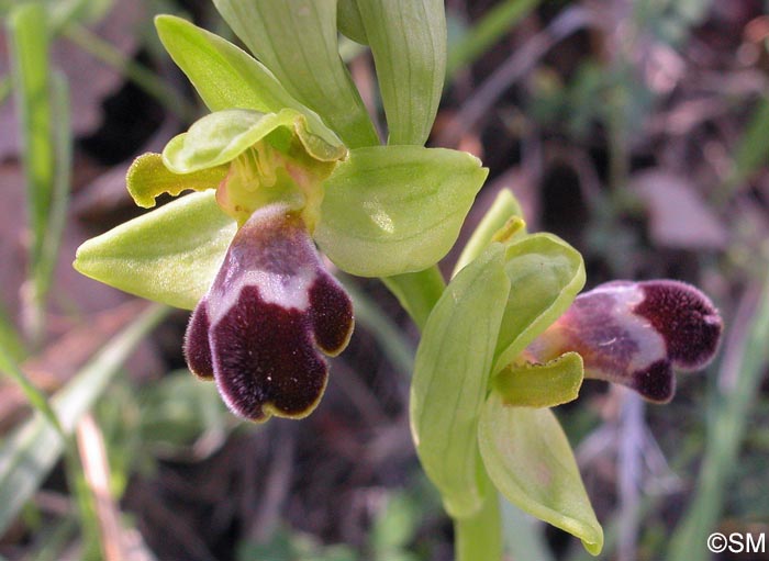 Ophrys israelitica
