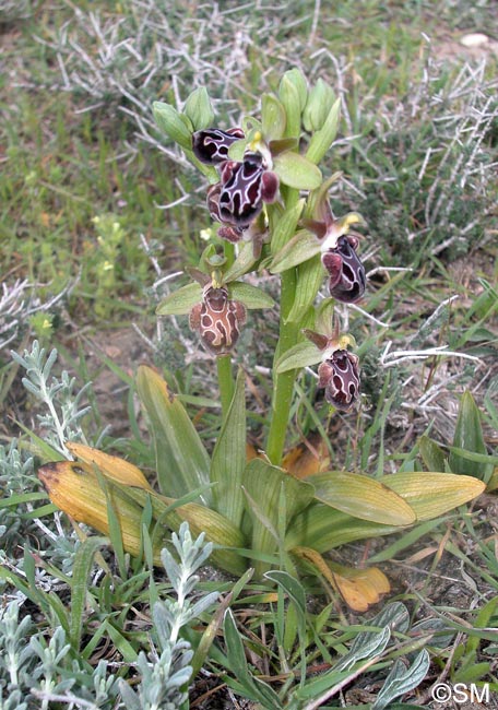 Ophrys kotschyi
