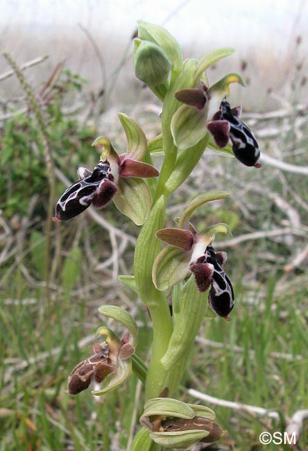Ophrys kotschyi