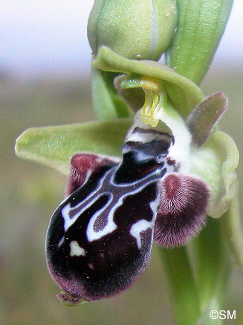 Ophrys kotschyi
