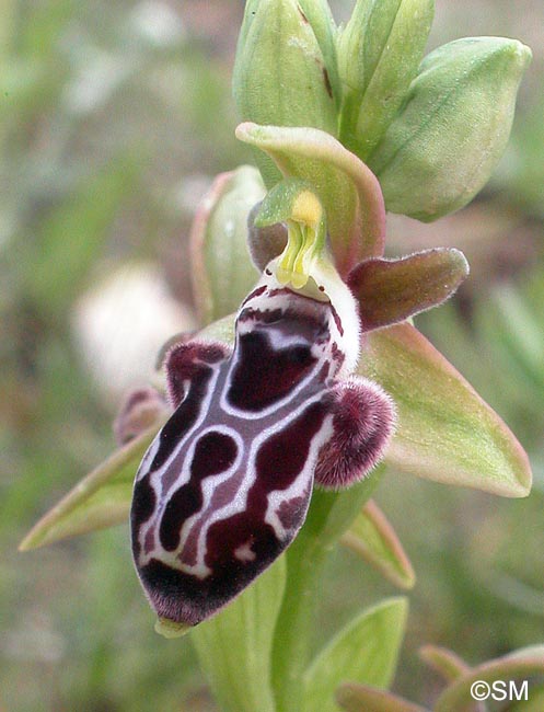 Ophrys kotschyi