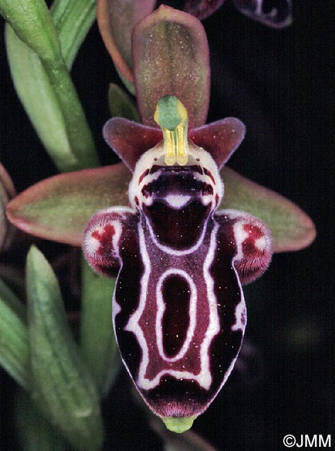 Ophrys kotschyi