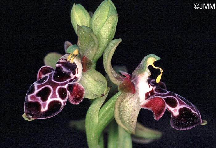 Ophrys kotschyi