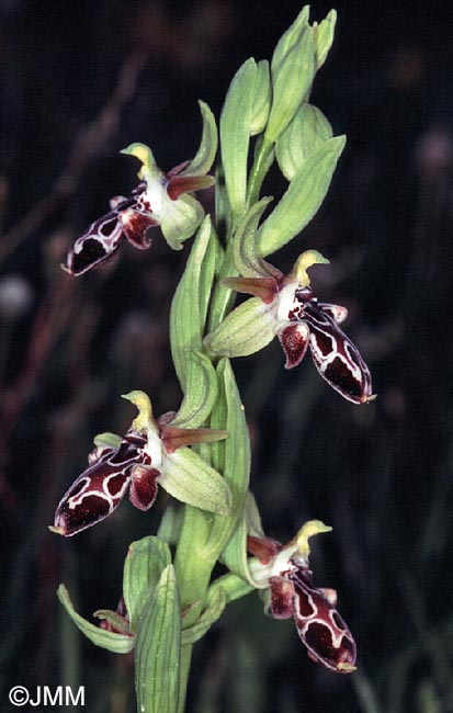 Ophrys kotschyi