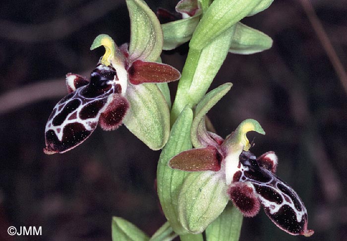 Ophrys kotschyi