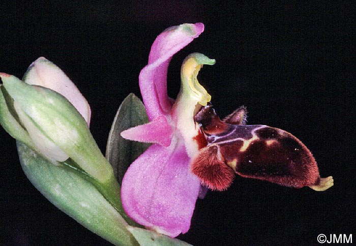 Ophrys lapethica
