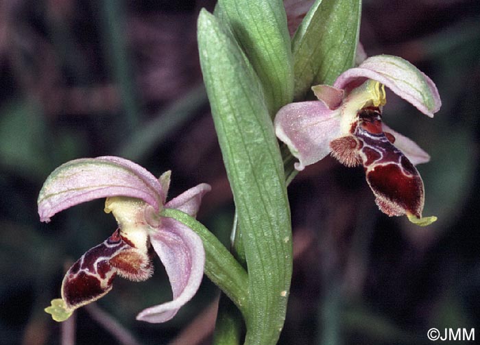 Ophrys lapethica