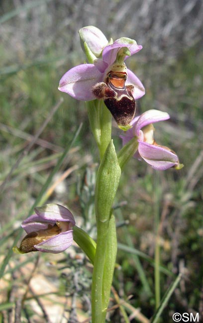 Ophrys lapethica