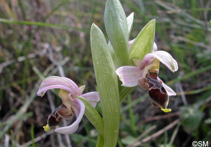 Ophrys lapethica