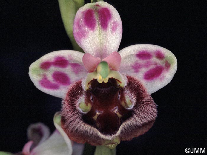 Ophrys levantina