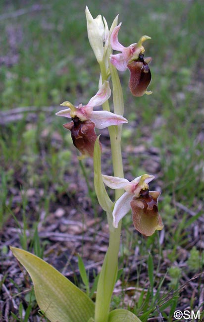 Ophrys levantina