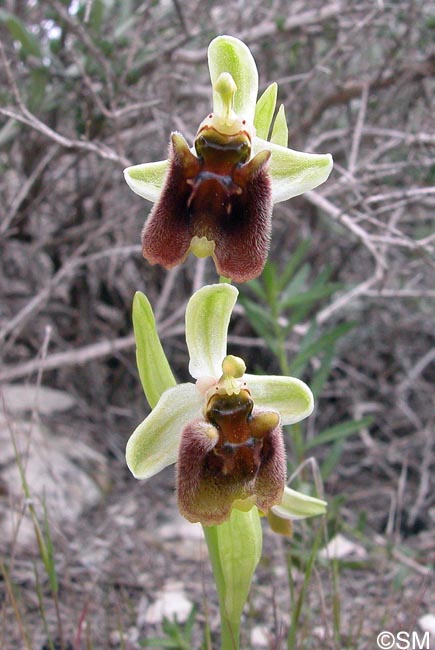Ophrys levantina