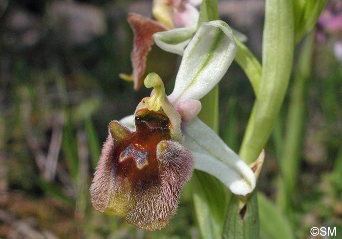 Ophrys levantina