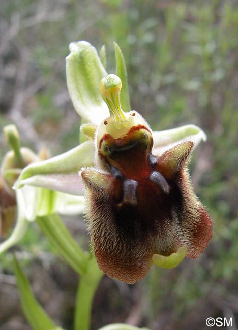 Ophrys levantina
