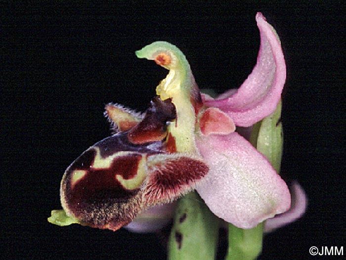 Ophrys levantina x Ophrys umbilicata