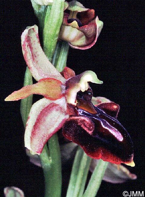 Ophrys morio