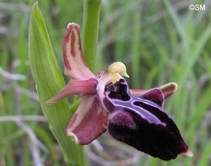 Ophrys morio