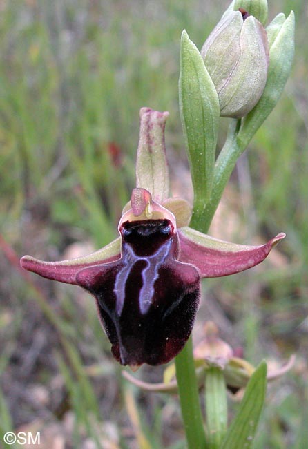Ophrys morio