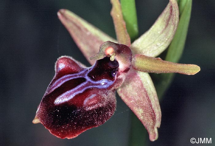 Ophrys morio