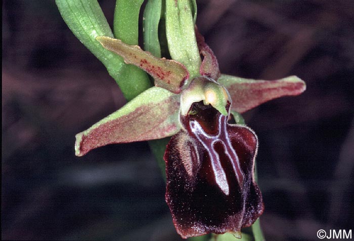 Ophrys morio