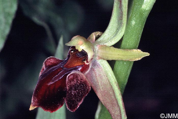 Ophrys morio