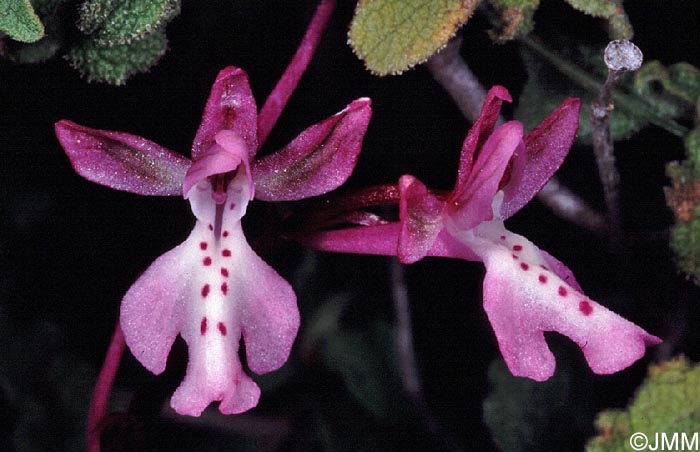 Orchis anatolica