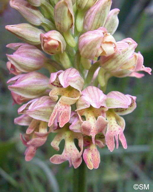 Orchis italica x Orchis punctulata