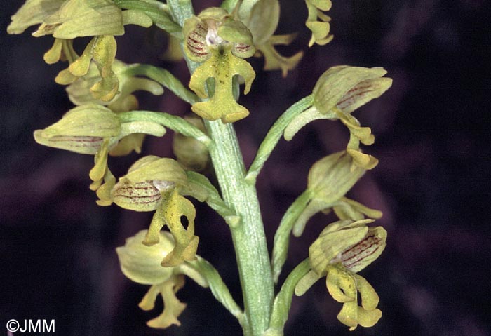 Orchis punctulata