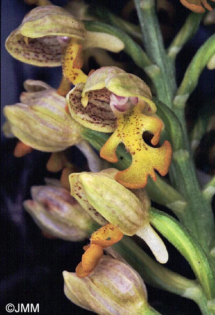 Orchis punctulata