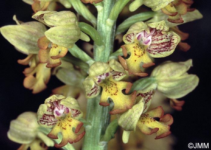 Orchis punctulata