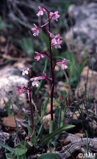 Orchis sezikiana