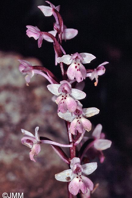 Orchis sezikiana