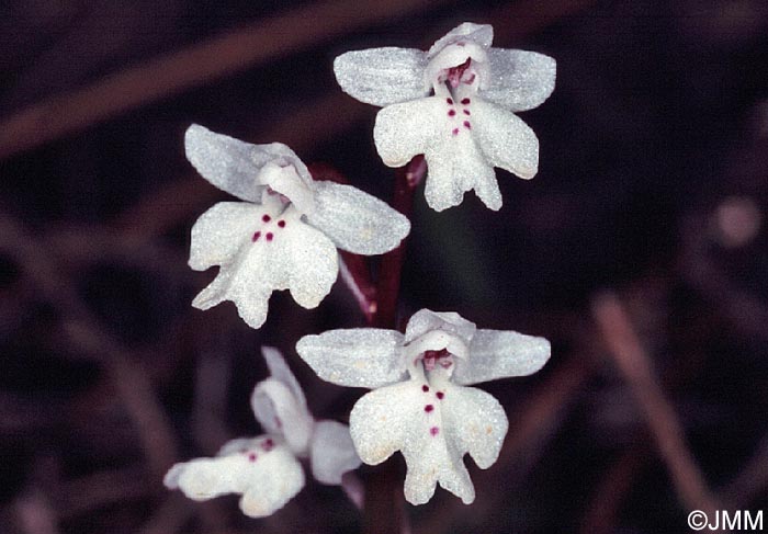Orchis sezikiana