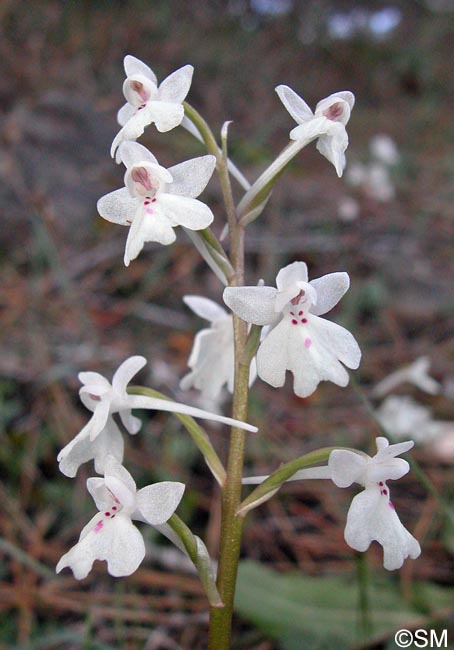Orchis sezikiana