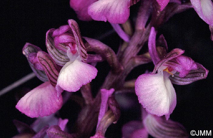 Orchis syriaca = Herorchis syriaca = Anacamptis syriaca