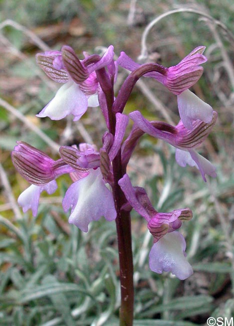 Orchis syriaca = Herorchis syriaca = Anacamptis syriaca