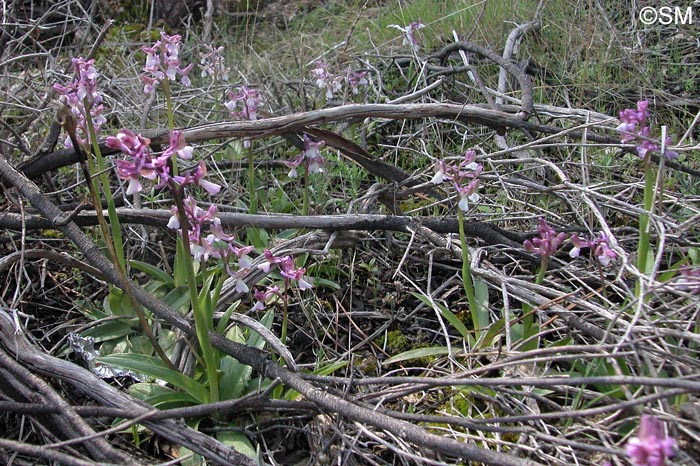 Orchis syriaca = Herorchis syriaca = Anacamptis syriaca