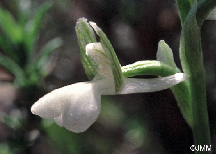 Orchis syriaca f. alba = Herorchis syriaca