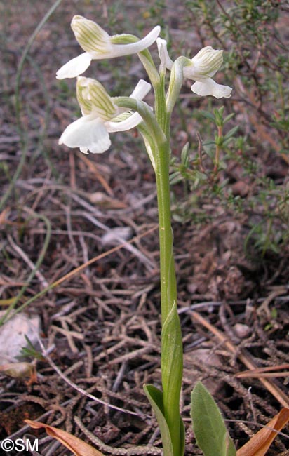 Orchis syriaca f. alba = Herorchis syriaca