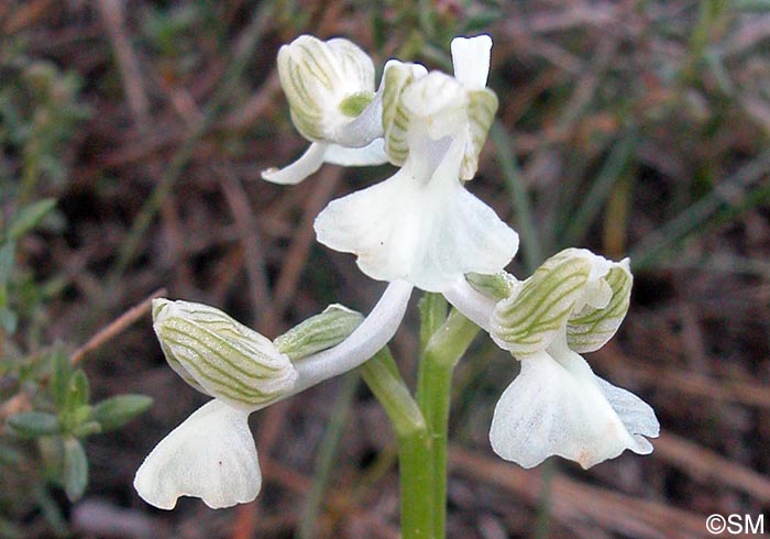 Orchis syriaca f. alba = Herorchis syriaca