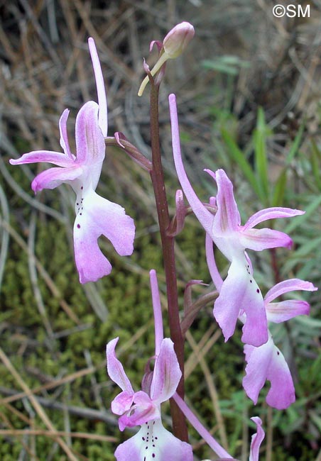 Orchis troodi = Androrchis troodi
