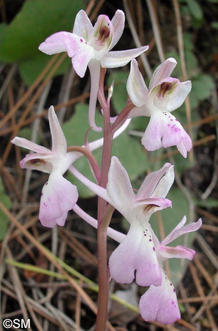 Orchis troodi = Androrchis troodi
