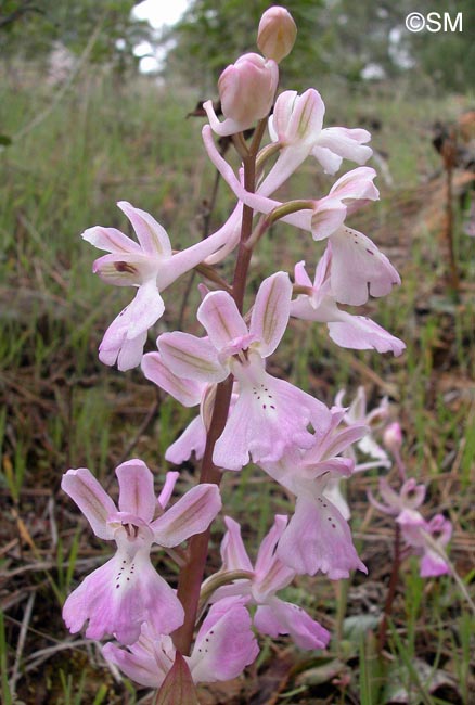 Orchis troodi = Androrchis troodi