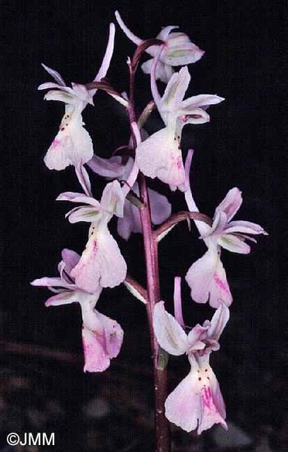Orchis troodi = Androrchis troodi