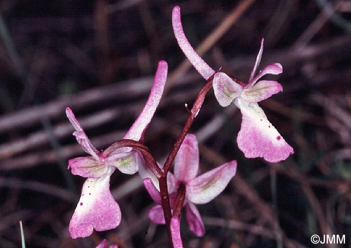 Orchis troodi = Androrchis troodi