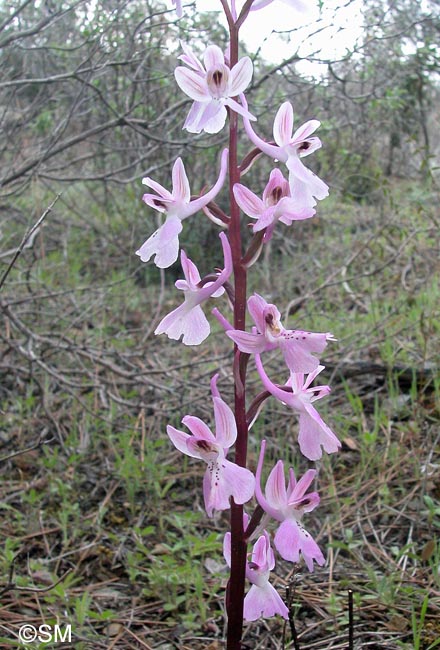 Orchis troodi = Androrchis troodi