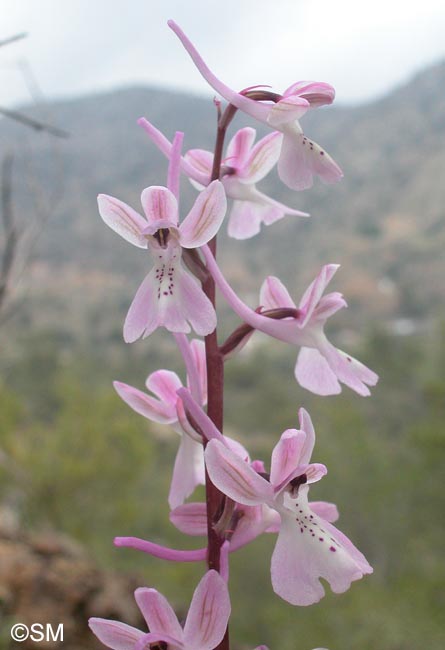 Orchis troodi = Androrchis troodi