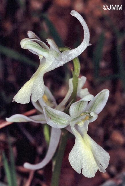 Orchis troodi = Androrchis troodi