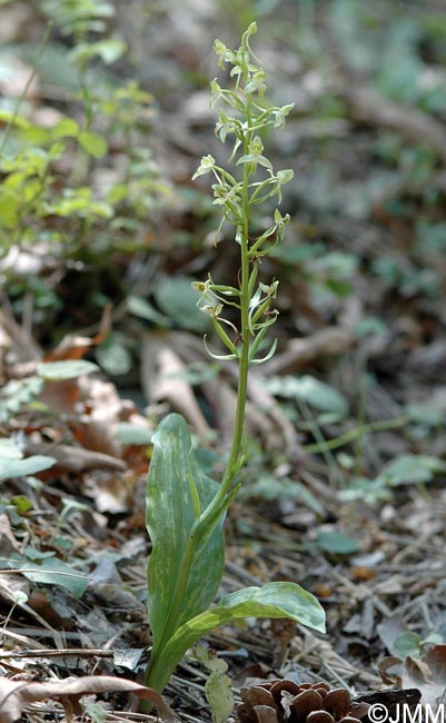 Platanthera holmboei